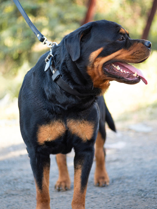 Agitation Leather Dog Collar - Tampa Home & Garden Store