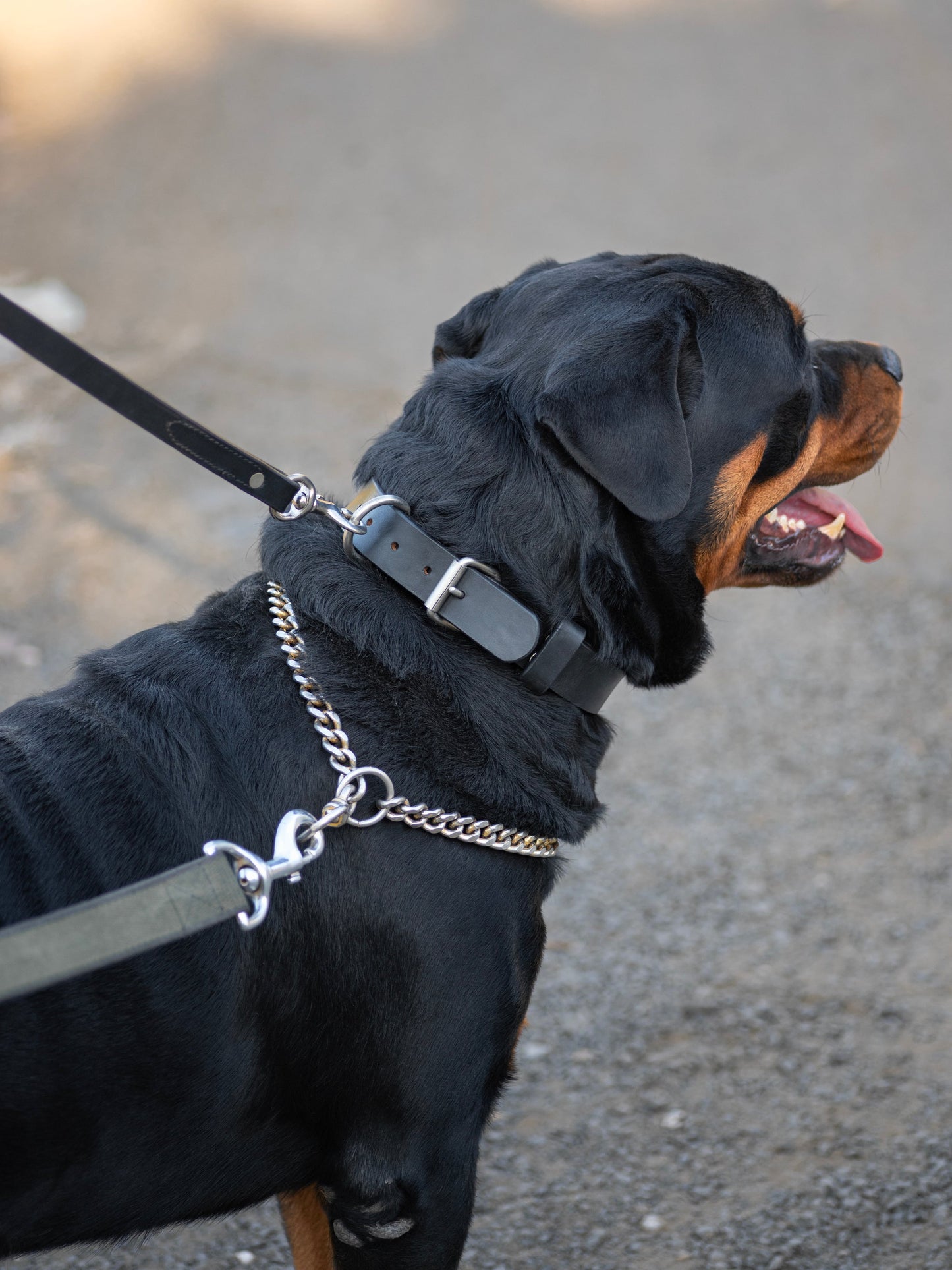 Agitation Leather Dog Collar - Tampa Home & Garden Store