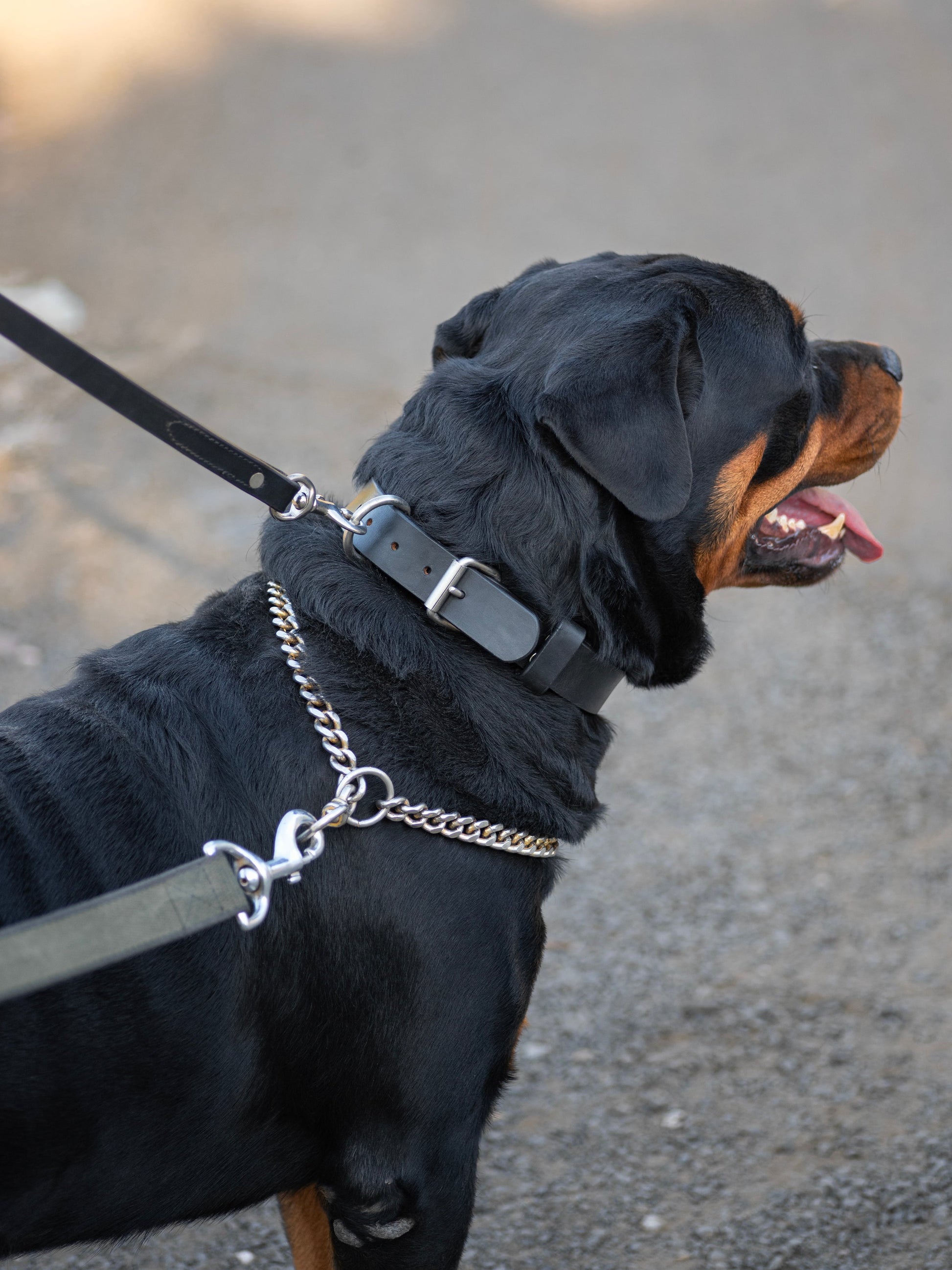 Agitation Leather Dog Collar - Tampa Home & Garden Store