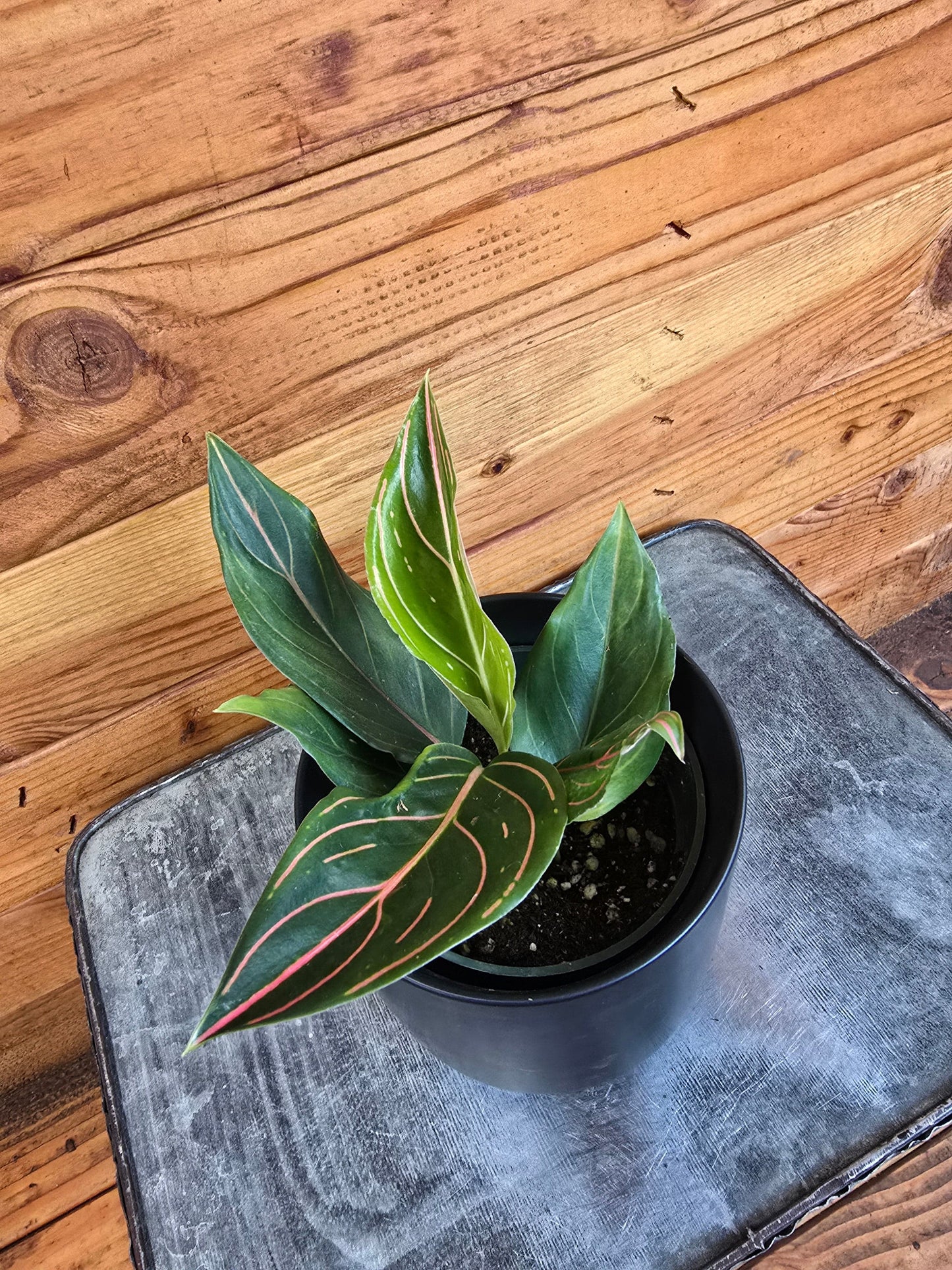 Aglaonema Red Vein, 4” Plant - Tampa Home & Garden Store