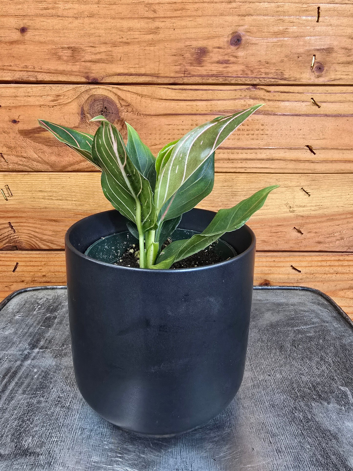 Aglaonema Red Vein, 4” Plant - Tampa Home & Garden Store