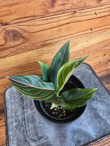 Aglaonema Red Vein, 4” Plant - Tampa Home & Garden Store