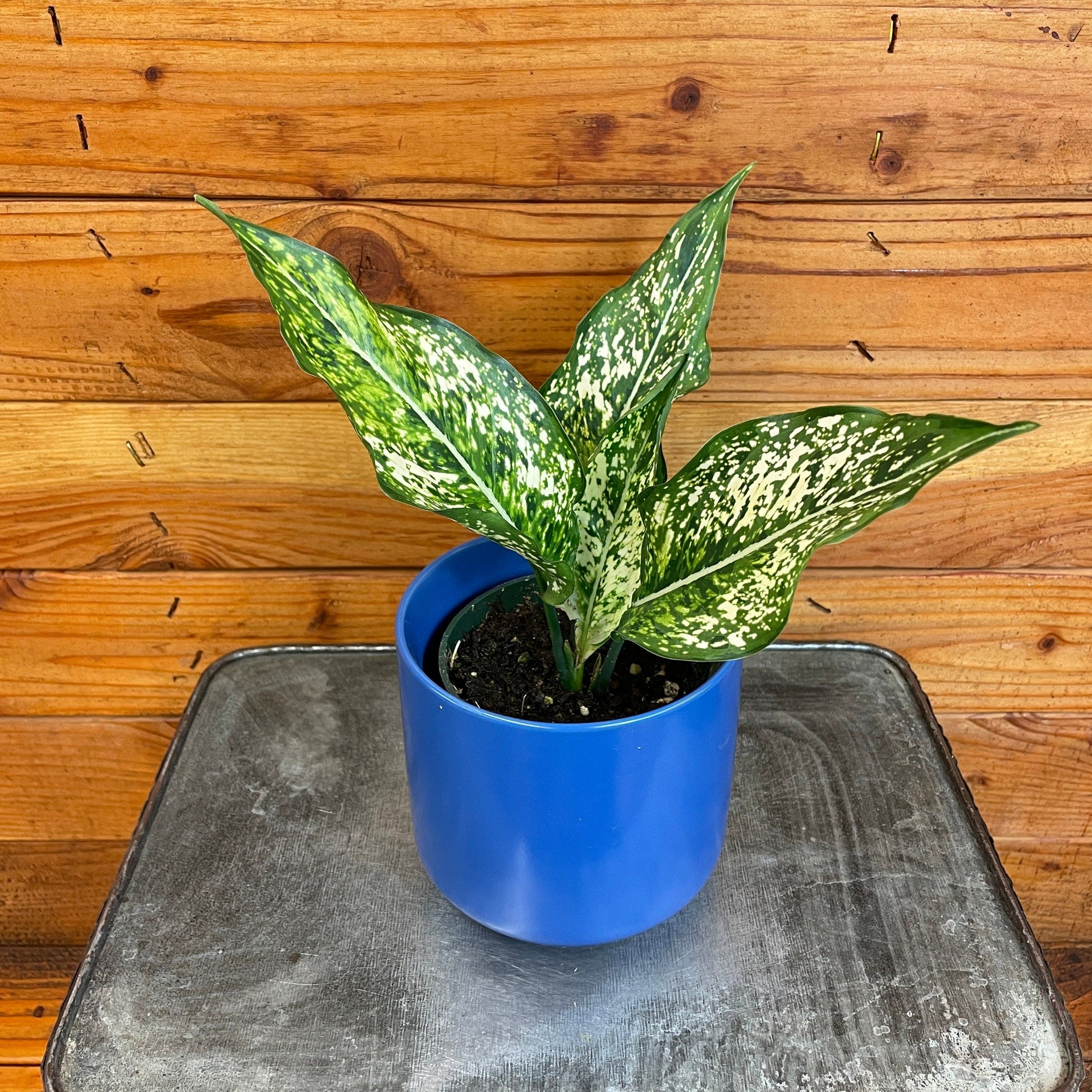 Aglaonema Snow White, 4" Plant - Tampa Home & Garden Store