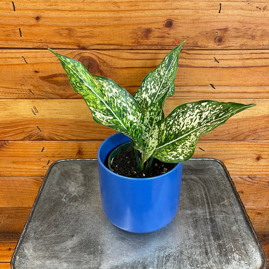 Aglaonema Snow White, 4" Plant - Tampa Home & Garden Store