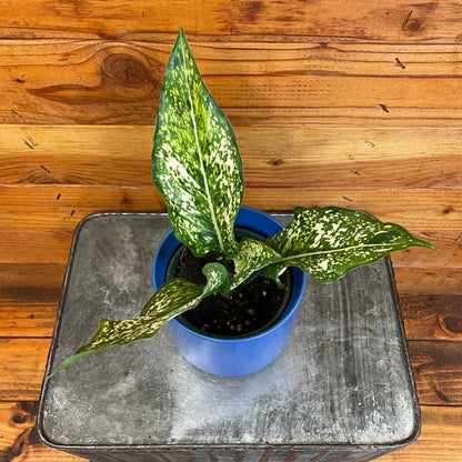 Aglaonema Snow White, 4" Plant - Tampa Home & Garden Store