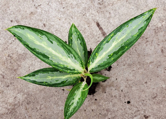 Aglaonema White Rain. - Tampa Home & Garden Store