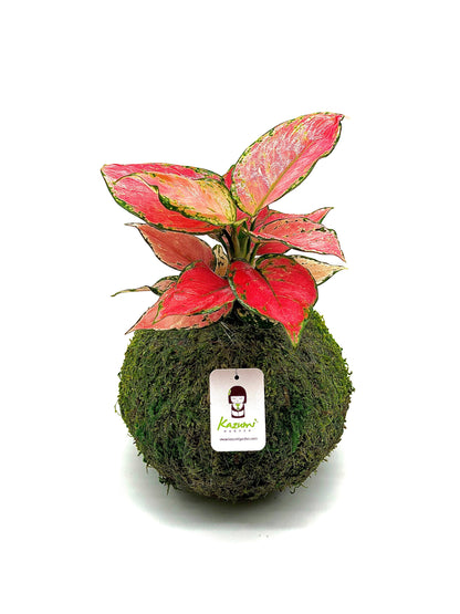 Aglaonema Pink | Moss Ball Kokedamas