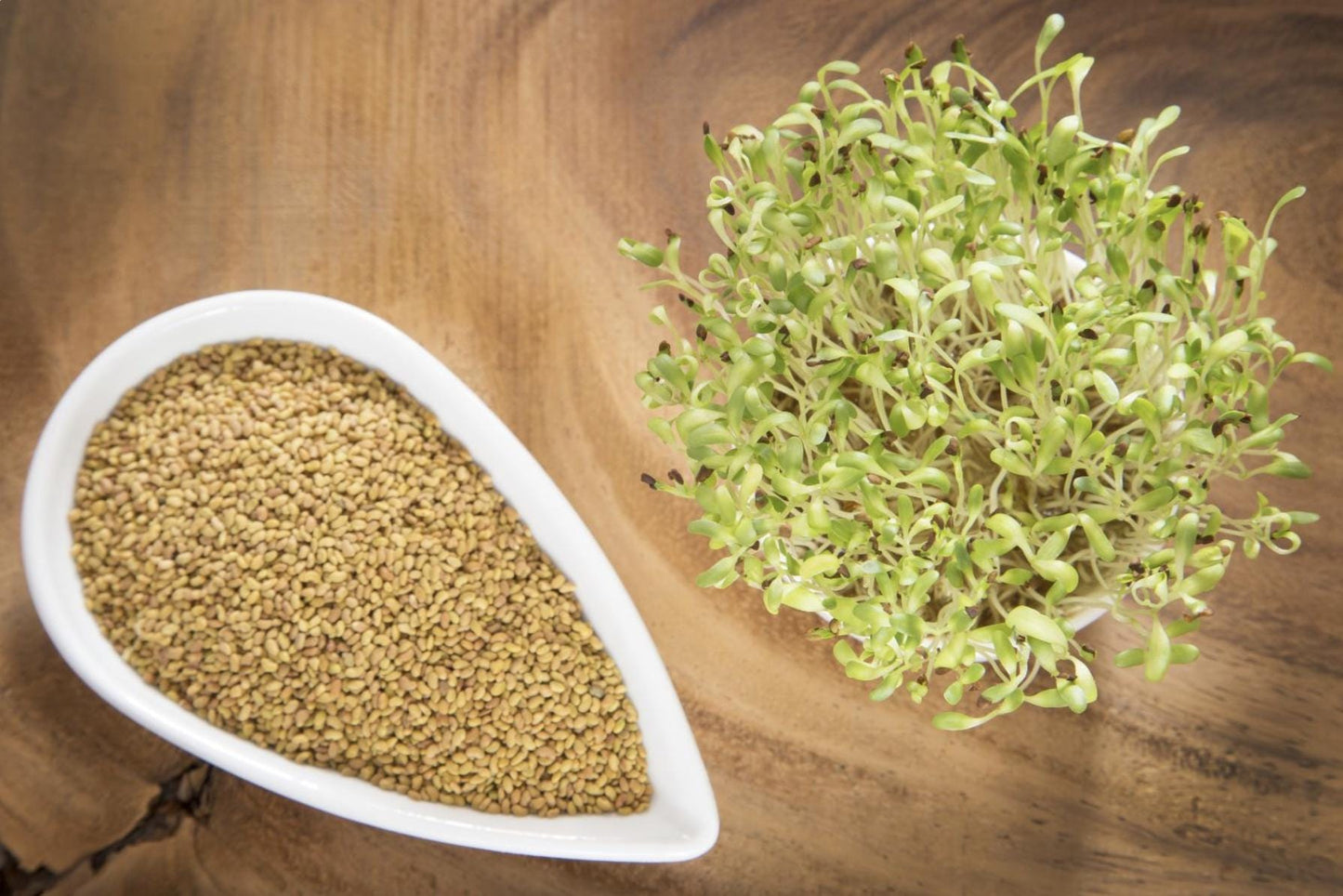 Alfalfa Seeds – Organic Sprouting Seeds – Non-Gmo Premium Alfalfa Seeds – Rich in Vitamins, Minerals, Fiber - Tampa Home & Garden Store