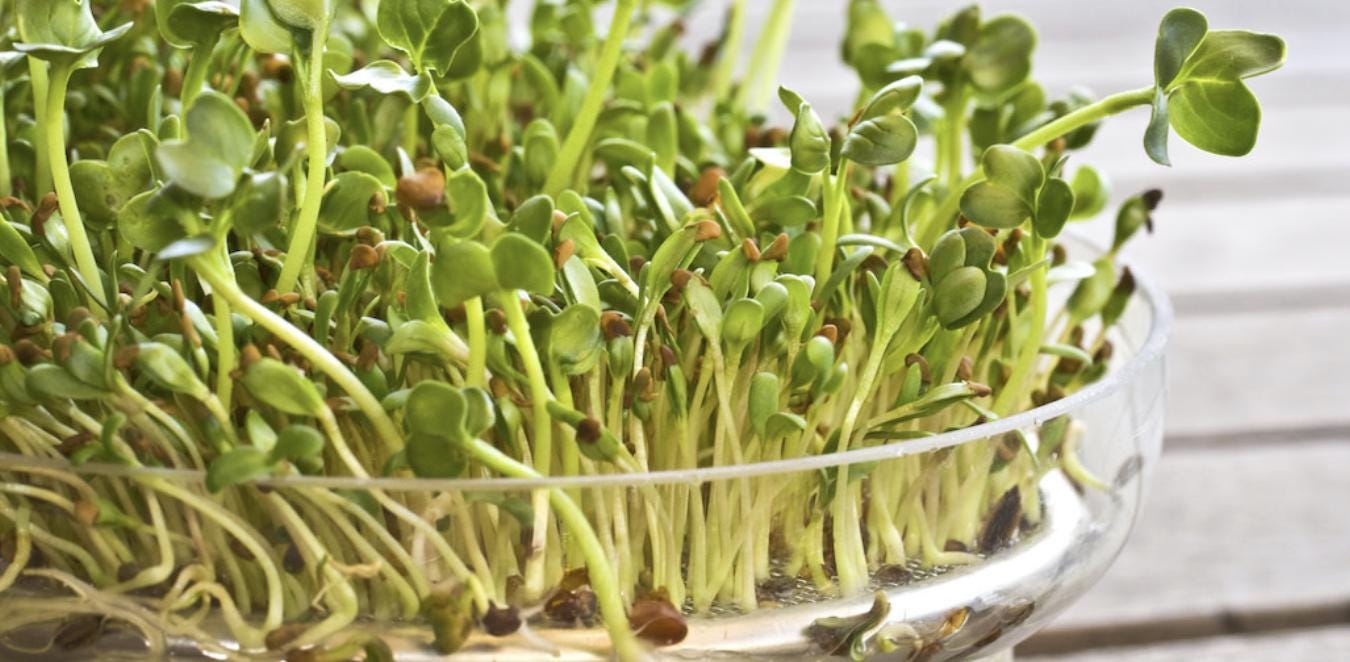 Alfalfa Seeds – Organic Sprouting Seeds – Non-Gmo Premium Alfalfa Seeds – Rich in Vitamins, Minerals, Fiber - Tampa Home & Garden Store