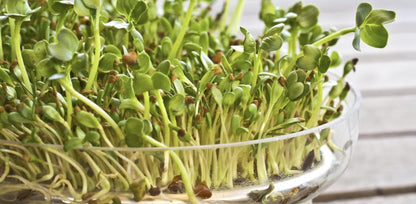 Alfalfa Seeds – Organic Sprouting Seeds – Non-Gmo Premium Alfalfa Seeds – Rich in Vitamins, Minerals, Fiber - Tampa Home & Garden Store