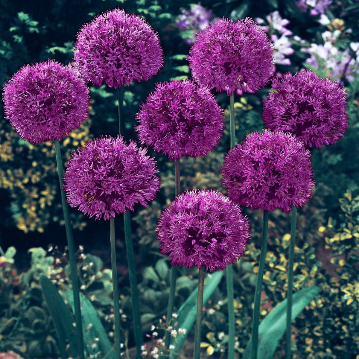 Allium Aflatunense Purple Sensation plant with purple globe flower heads on tall stems on Tampa Home & Garden Store