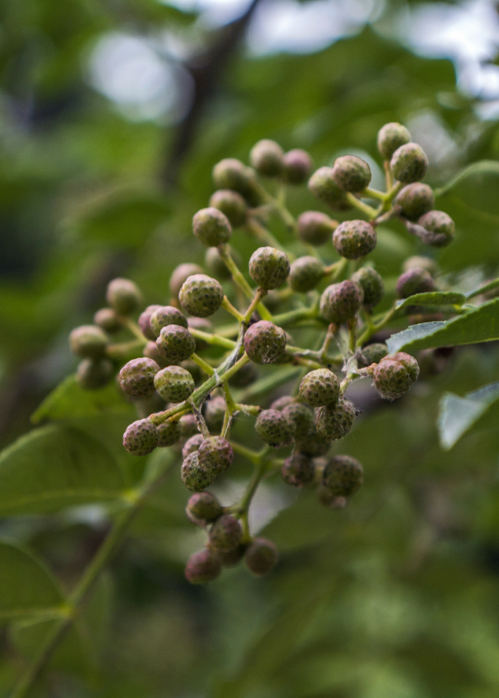 Allspice berries cluster on a Sow Exotic tropical fruit tree branch; green speckled fruit on Tampa Home & Garden Store