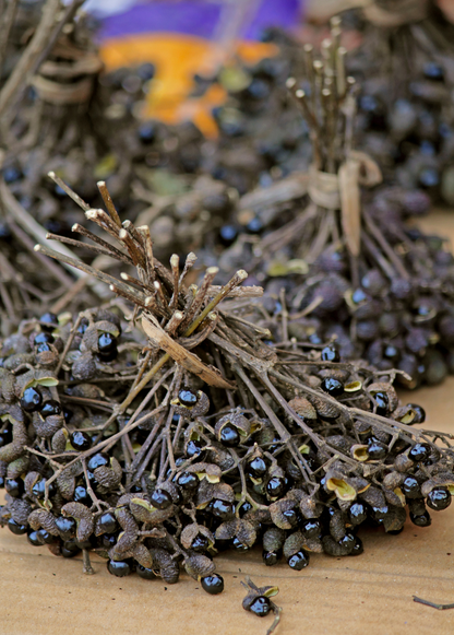 Allspice berries from Pimenta dioica tree, dried fruit clusters, landscaping plant on Tampa Home & Garden Store