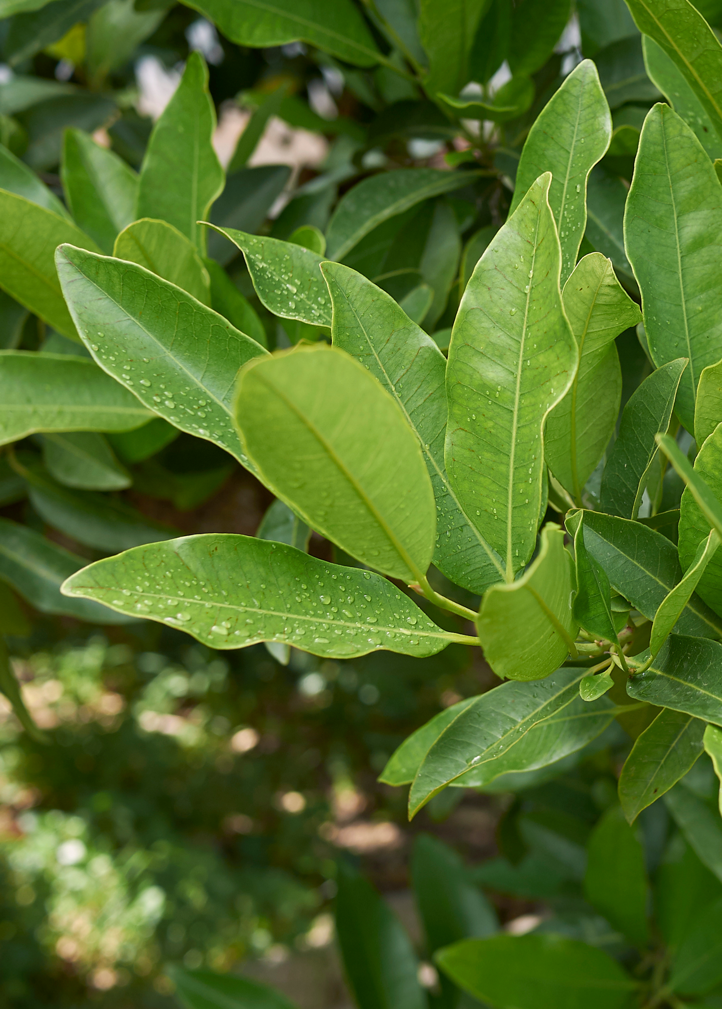 Allspice tropical fruit tree leaves with glossy green foliage by Sow Exotic on Tampa Home & Garden Store