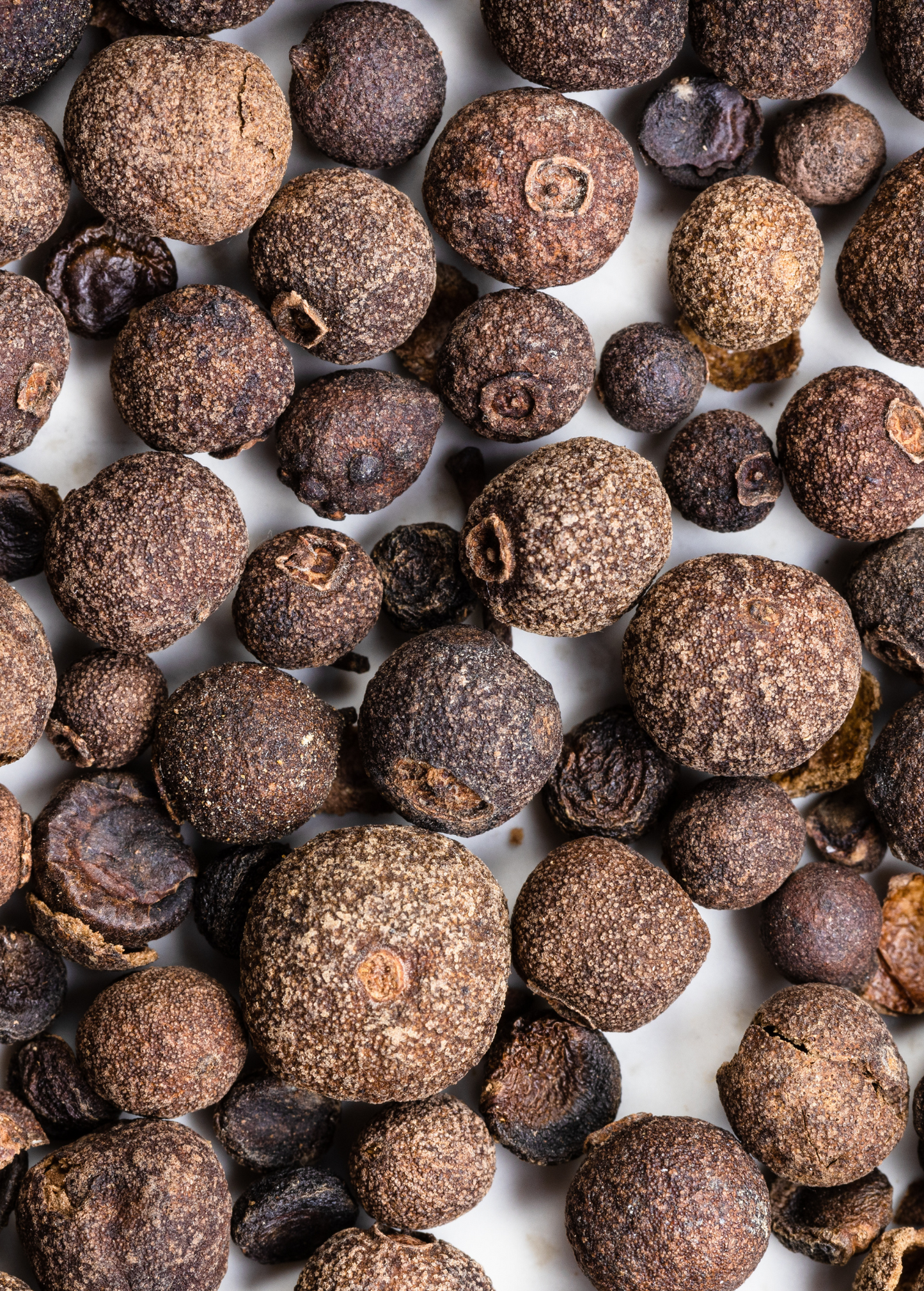 Allspice berries (Pimenta dioica), brown, rough-textured tropical fruit plant by Sow Exotic on Tampa Home & Garden Store