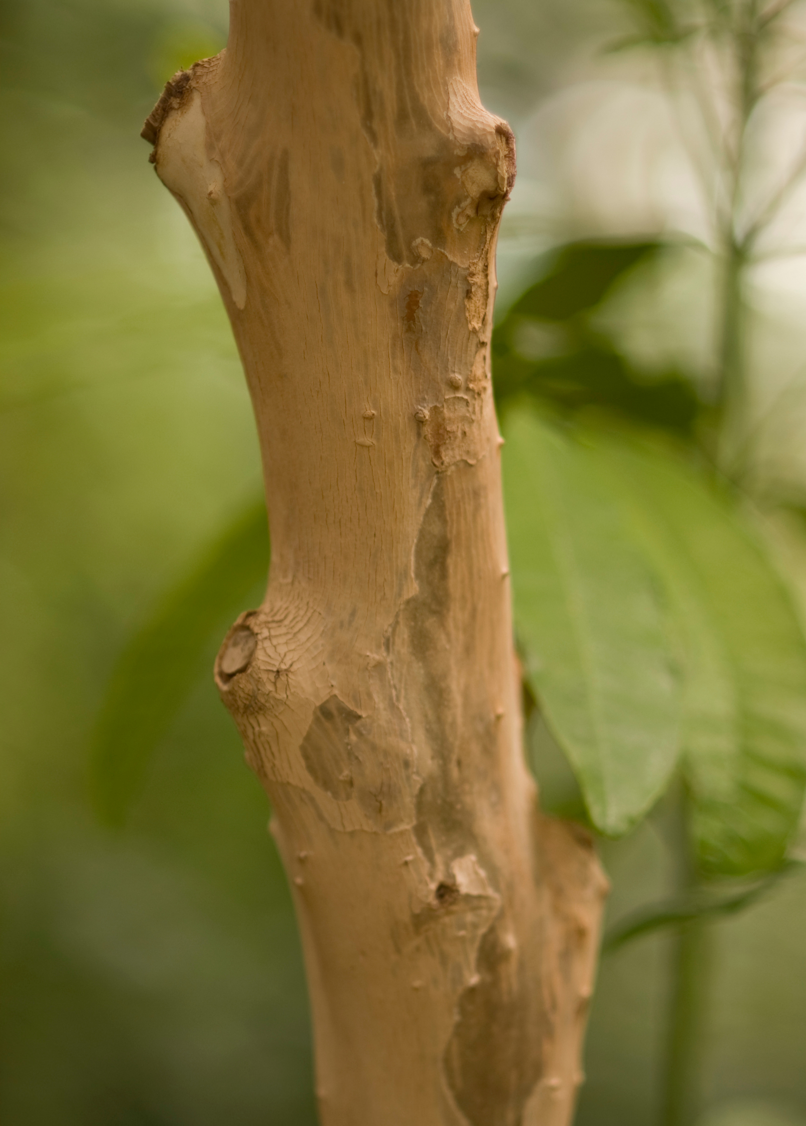Allspice tropical fruit tree trunk close-up with peeling light brown bark landscaping & garden plants on Tampa Home & Garden Store
