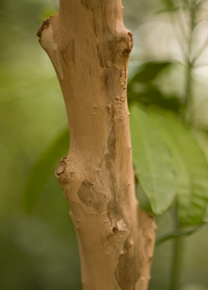 Allspice tropical fruit tree trunk close-up with peeling light brown bark landscaping & garden plants on Tampa Home & Garden Store