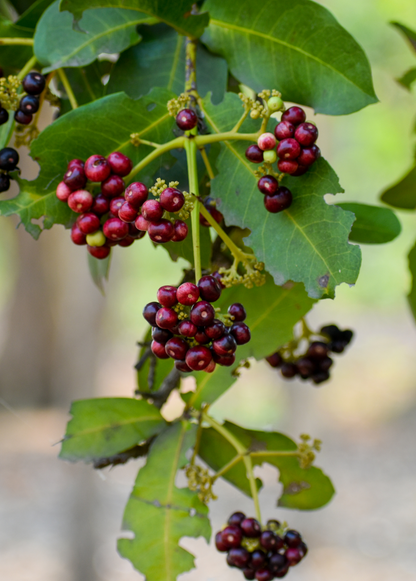 Allspice plant tropical fruit tree with dark red berry clusters Sow Exotic on Tampa Home & Garden Store