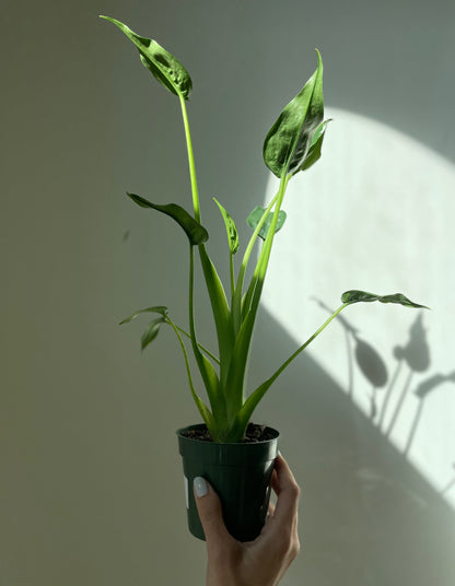 Alocascia 'Tiny Dancer' - Tampa Home & Garden Store