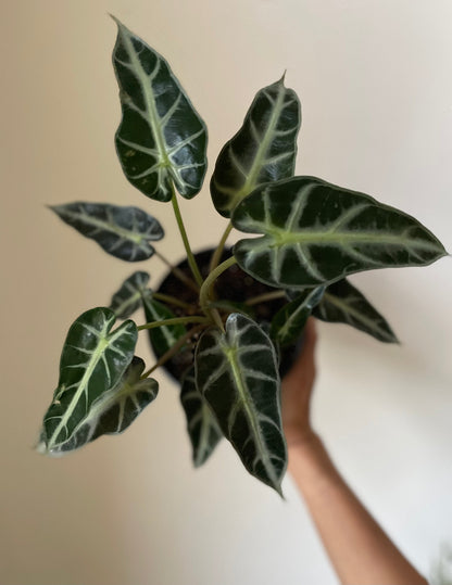 Alocasia Amazonica 'Bambino' - Tampa Home & Garden Store