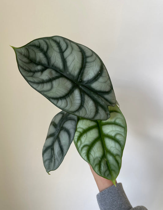 Alocasia Baginda ' Silver Dragon' - Tampa Home & Garden Store