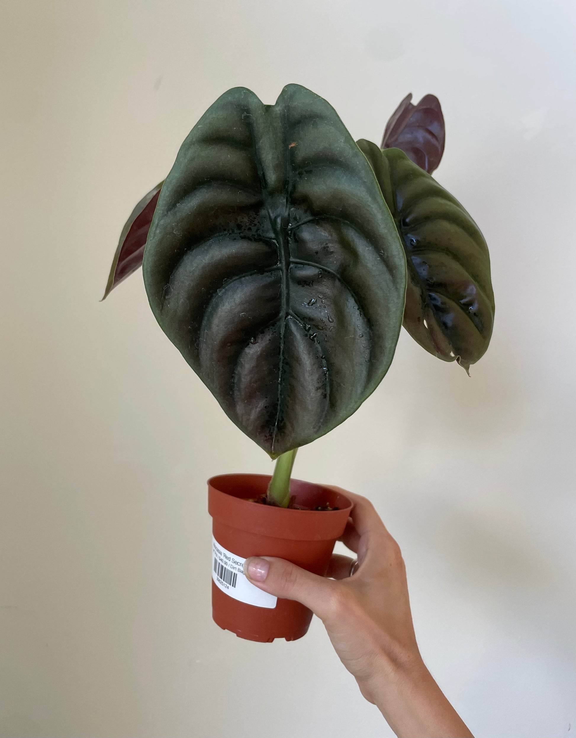 Alocasia Cuprea 'Red Secret' - Tampa Home & Garden Store