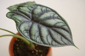 Alocasia Dragon Scale - Tampa Home & Garden Store