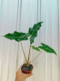 Alocasia Golden Dragon - Tampa Home & Garden Store