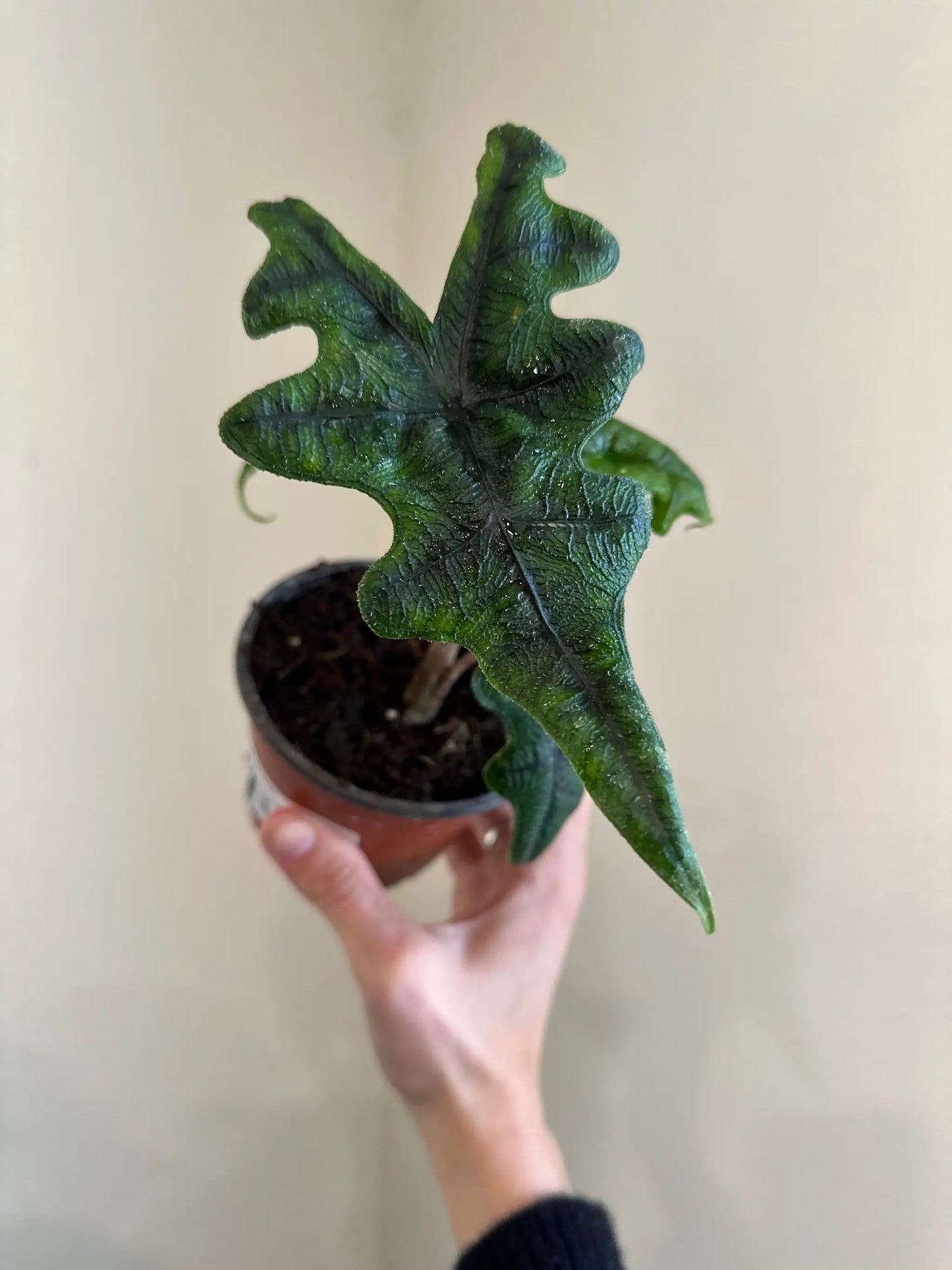 Alocasia 'Jacklyn' - Tampa Home & Garden Store