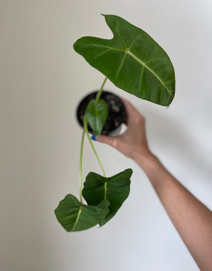 Alocasia Micholitziana 'Frydek' - Tampa Home & Garden Store