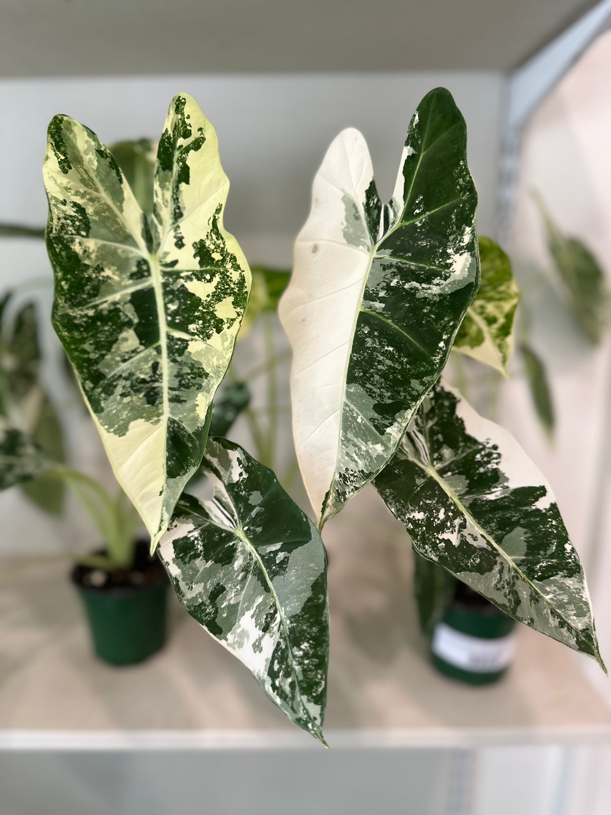 Alocasia Micholitziana 'Frydek' Variegated - Tampa Home & Garden Store