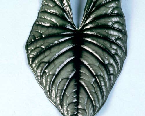Alocasia Nebula Imperialis. - Tampa Home & Garden Store