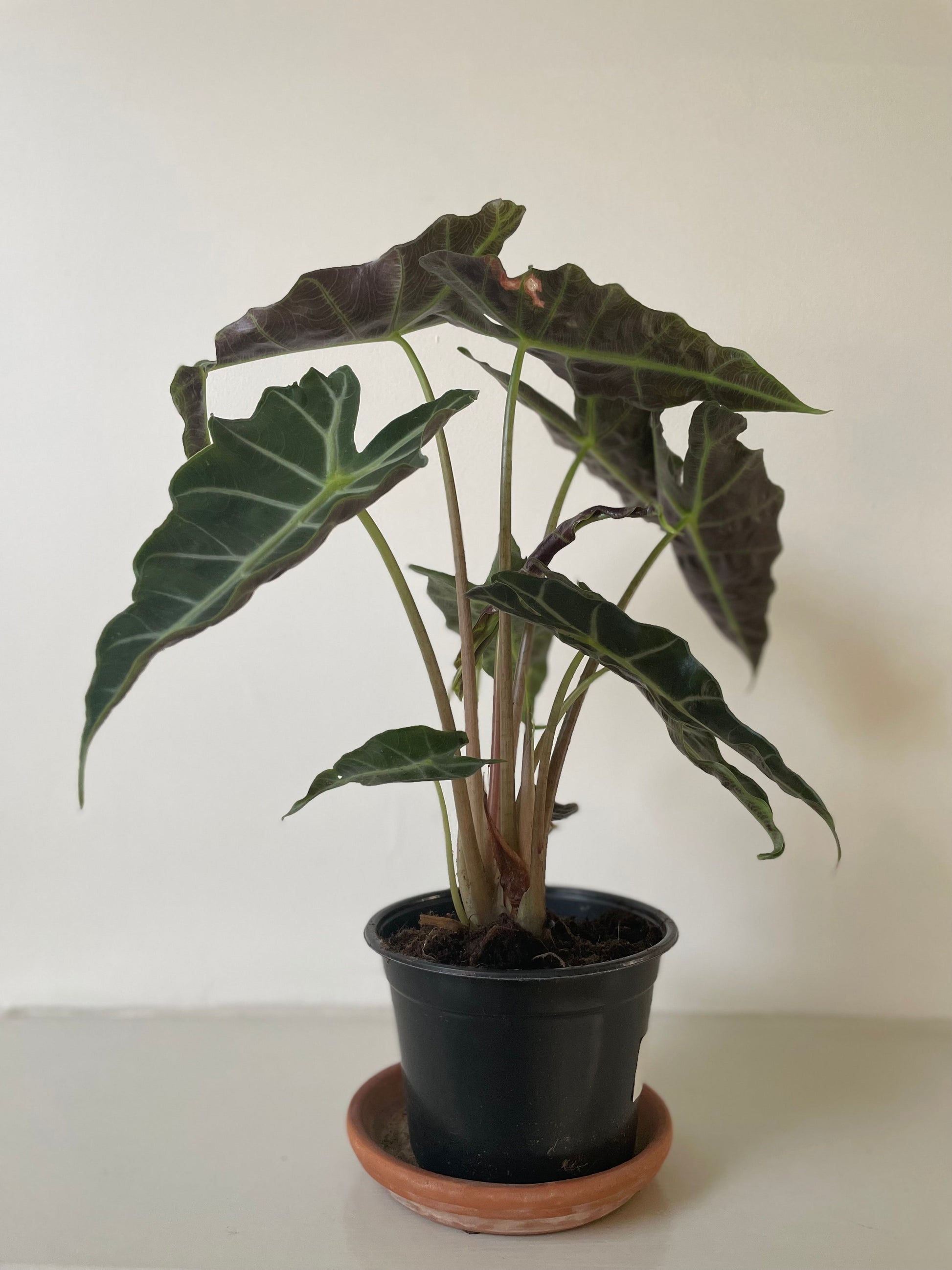 Alocasia Polly 'African Mask' - Tampa Home & Garden Store