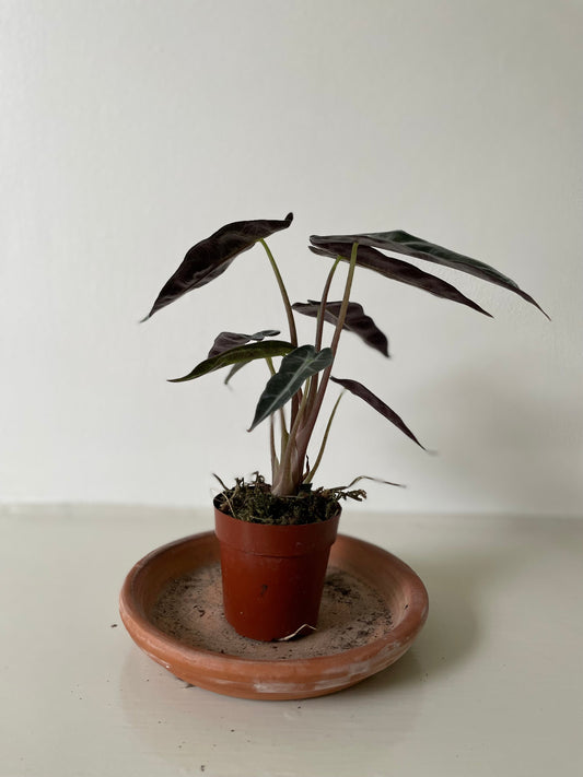 Alocasia Polly 'African Mask' - Tampa Home & Garden Store