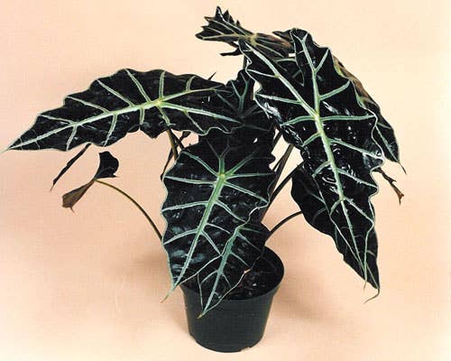 Alocasia Polly. - Tampa Home & Garden Store