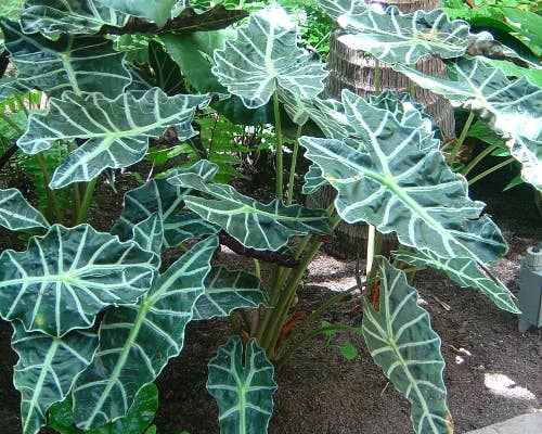 Alocasia Polly. - Tampa Home & Garden Store