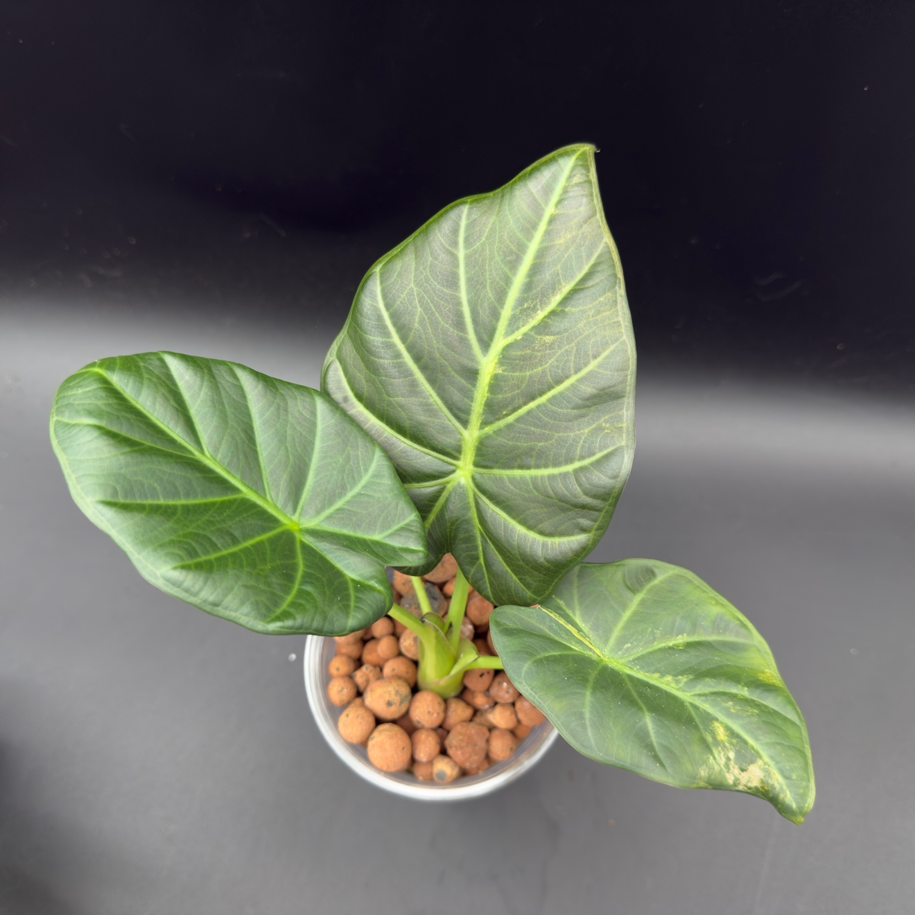 Alocasia Regal Shield Variegated (592) - Tampa Home & Garden Store