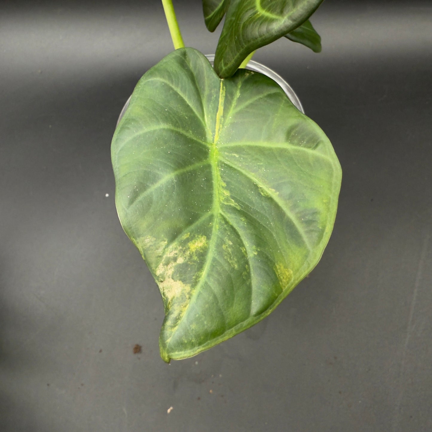 Alocasia Regal Shield Variegated (592) - Tampa Home & Garden Store