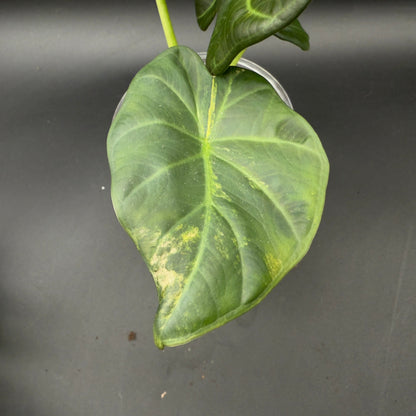 Alocasia Regal Shield Variegated (592) - Tampa Home & Garden Store
