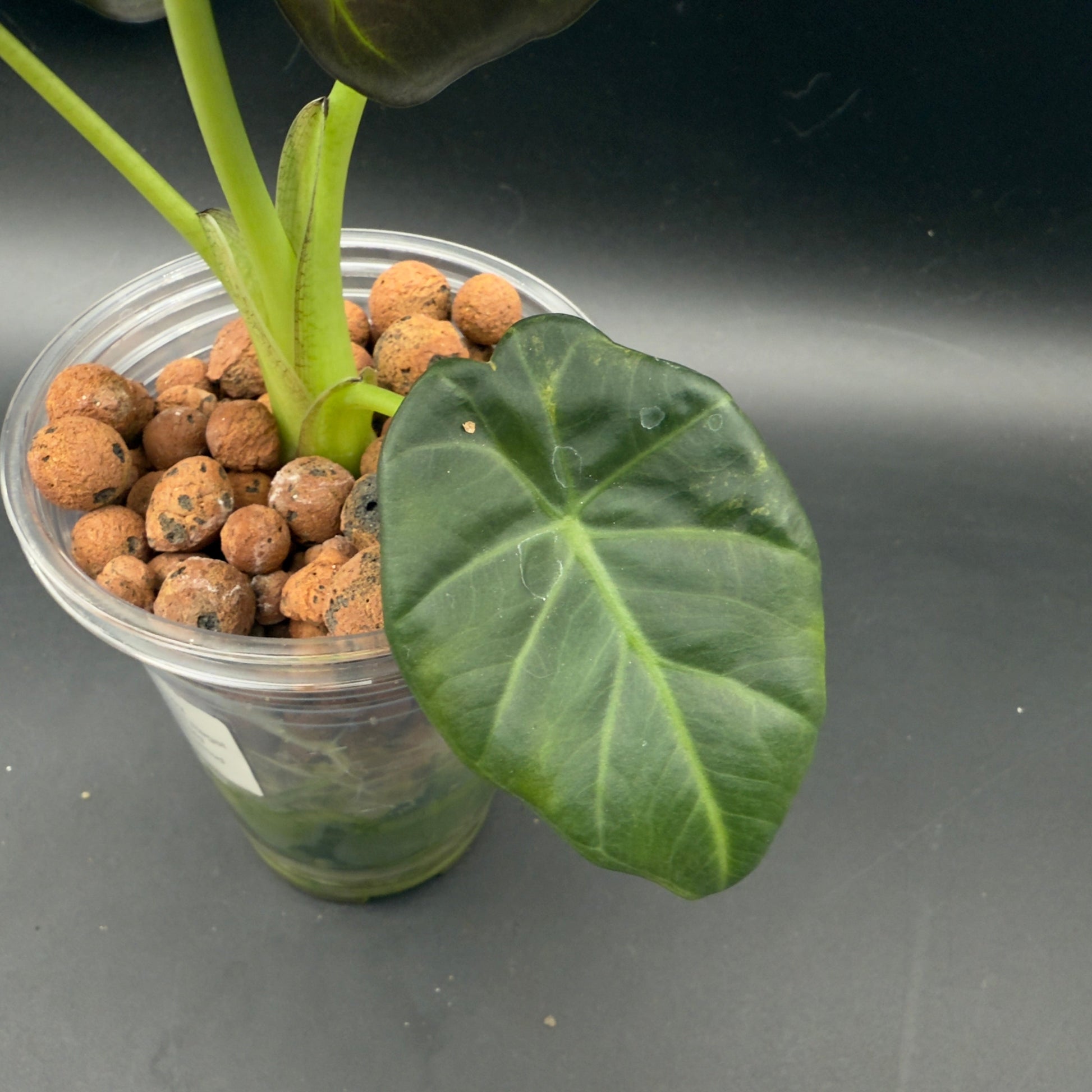 Alocasia Regal Shield Variegated (592) - Tampa Home & Garden Store