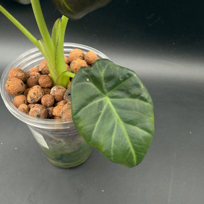 Alocasia Regal Shield Variegated (592) - Tampa Home & Garden Store