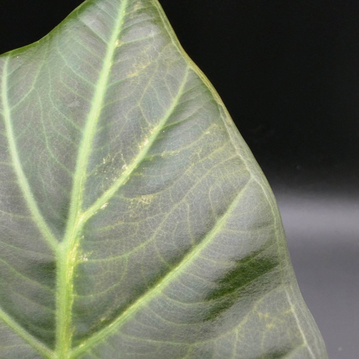 Alocasia Regal Shield Variegated (592) - Tampa Home & Garden Store