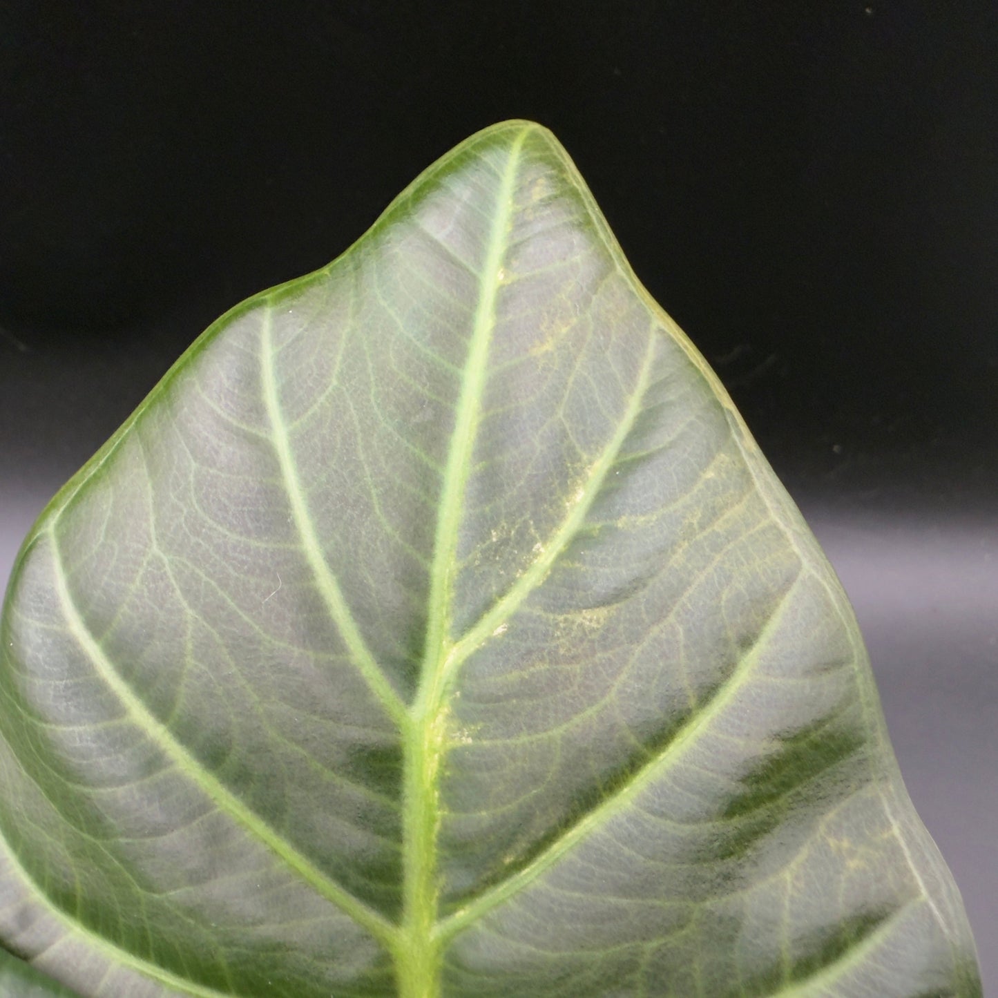 Alocasia Regal Shield Variegated (592) - Tampa Home & Garden Store