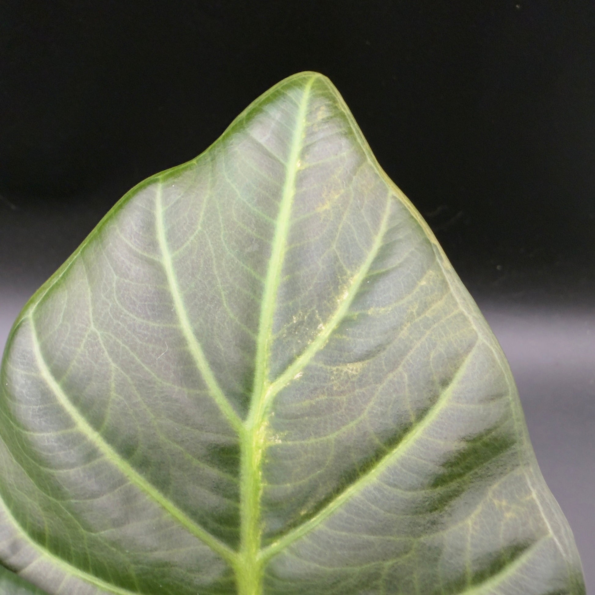 Alocasia Regal Shield Variegated (592) - Tampa Home & Garden Store
