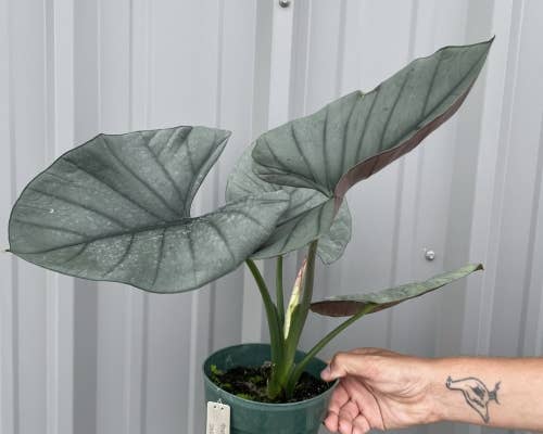 Alocasia Reginae. - Tampa Home & Garden Store