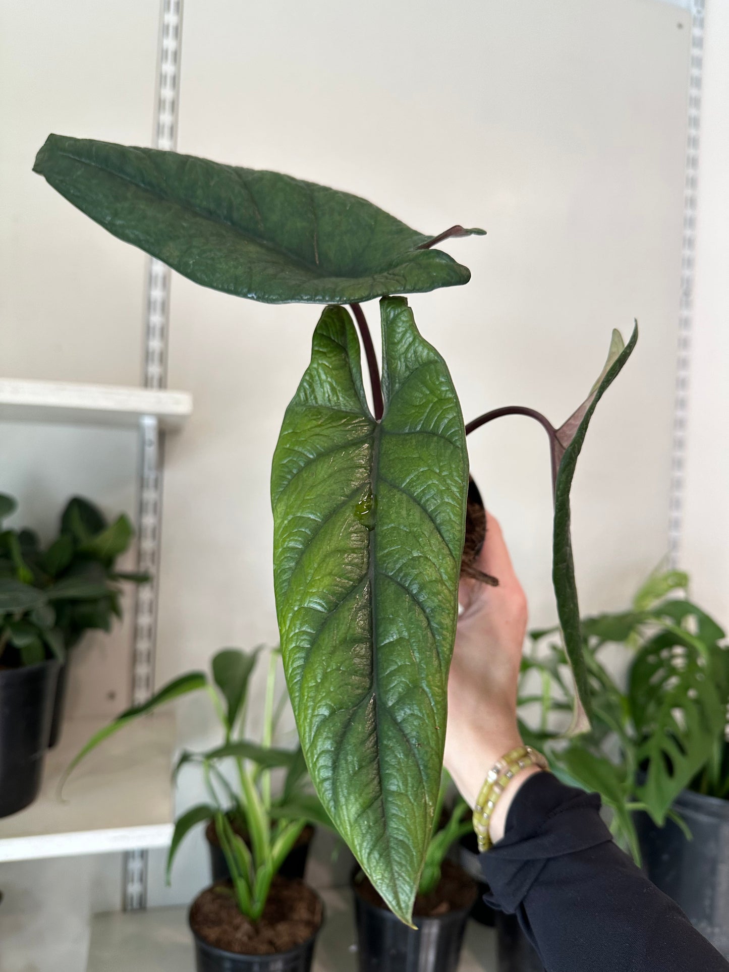 Alocasia 'Scalprum' - Tampa Home & Garden Store