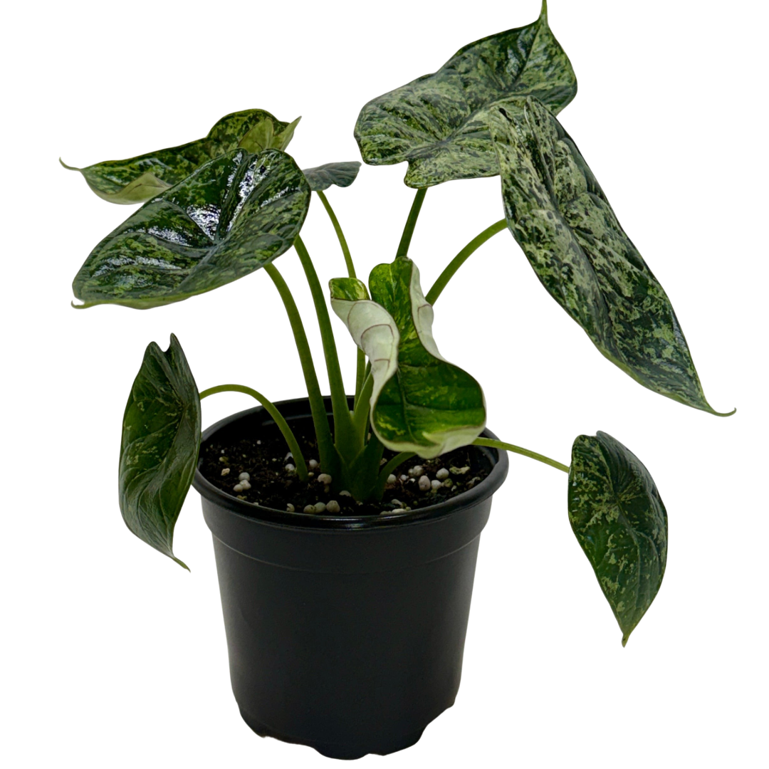 Alocasia Dragon Scale Mint indoor potted plant with green leaves on stems in a black pot on Tampa Home & Garden Store