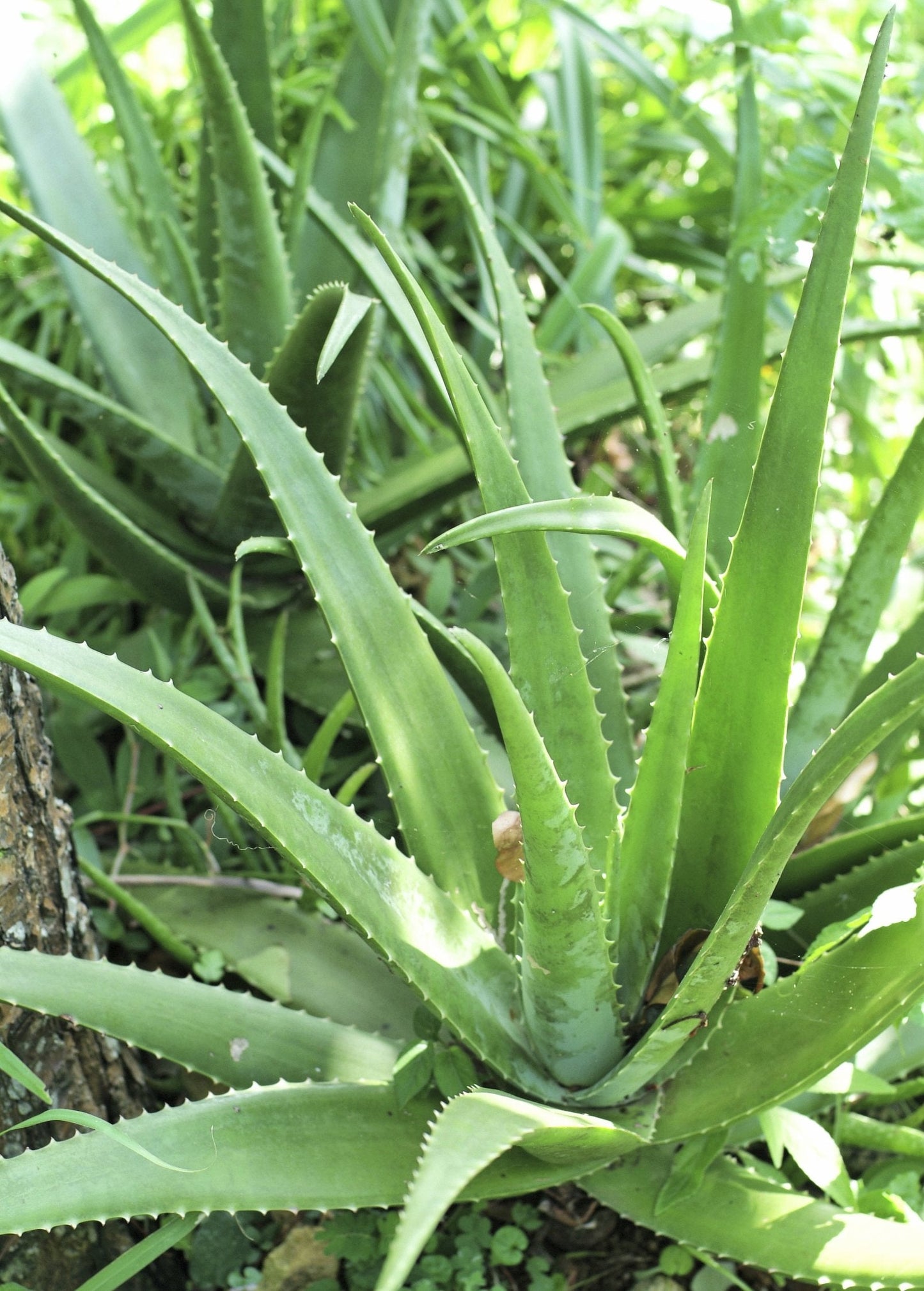 Aloe (Aloe vera) - Tampa Home & Garden Store