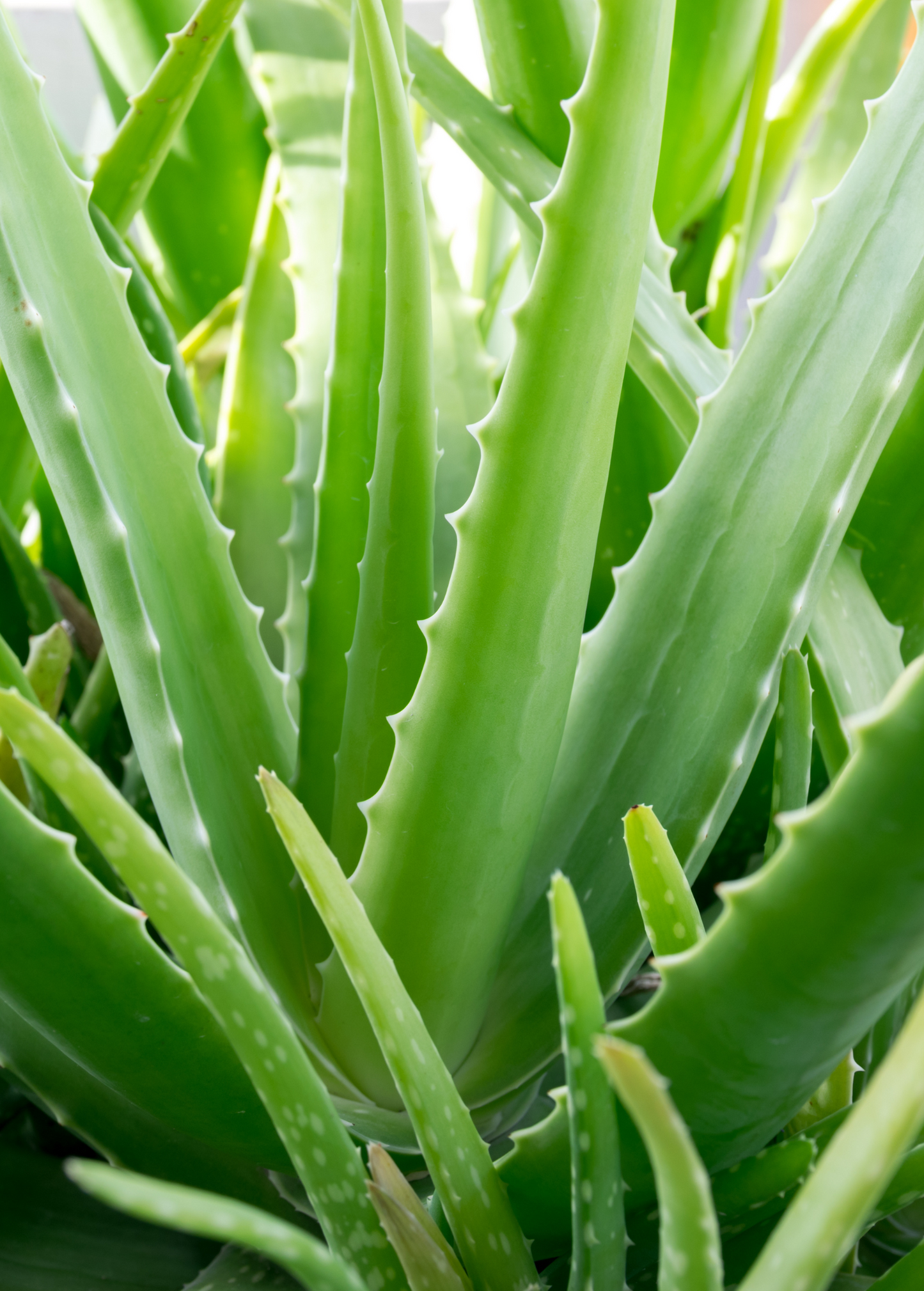 Aloe (Aloe vera) - Tampa Home & Garden Store