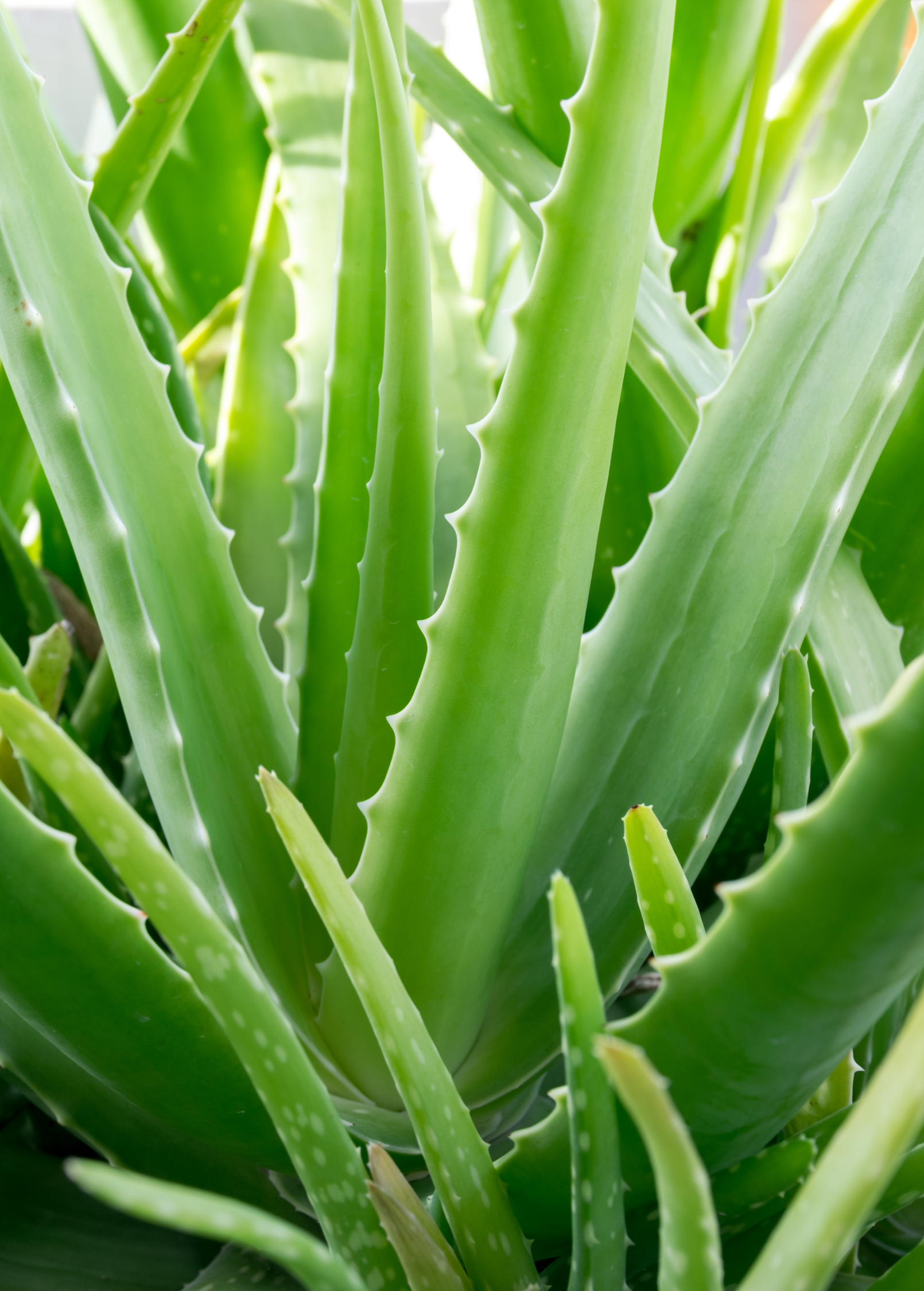 Aloe (Aloe vera) - Tampa Home & Garden Store